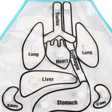 Load image into Gallery viewer, Body Anatomy Apron - An Educational Toy for Children